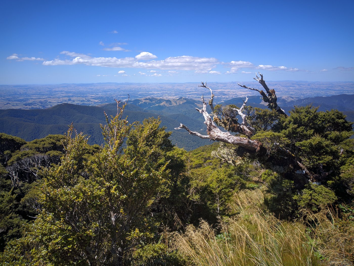 The Bushline Triangle