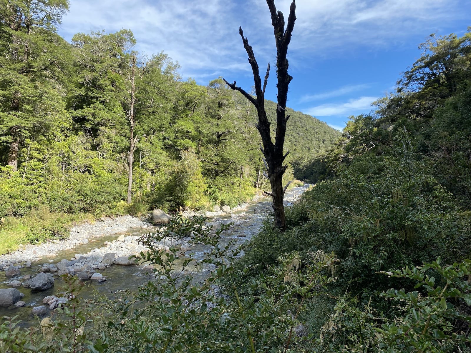 The only photo I took on Day 2 - Atiwhakatu Stream